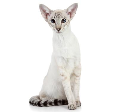 Oriental Shorthair 35310109 400x378 0 0