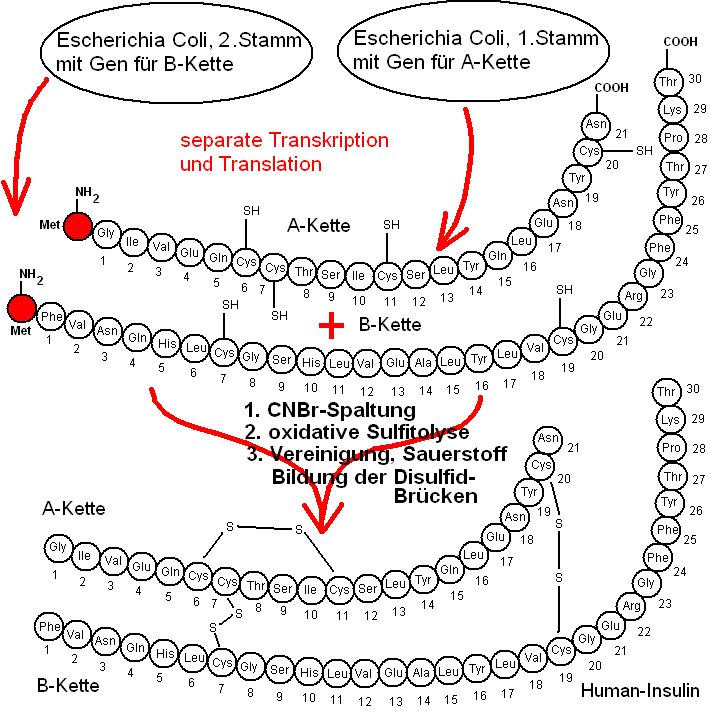 Insulin-human-aus-escherich