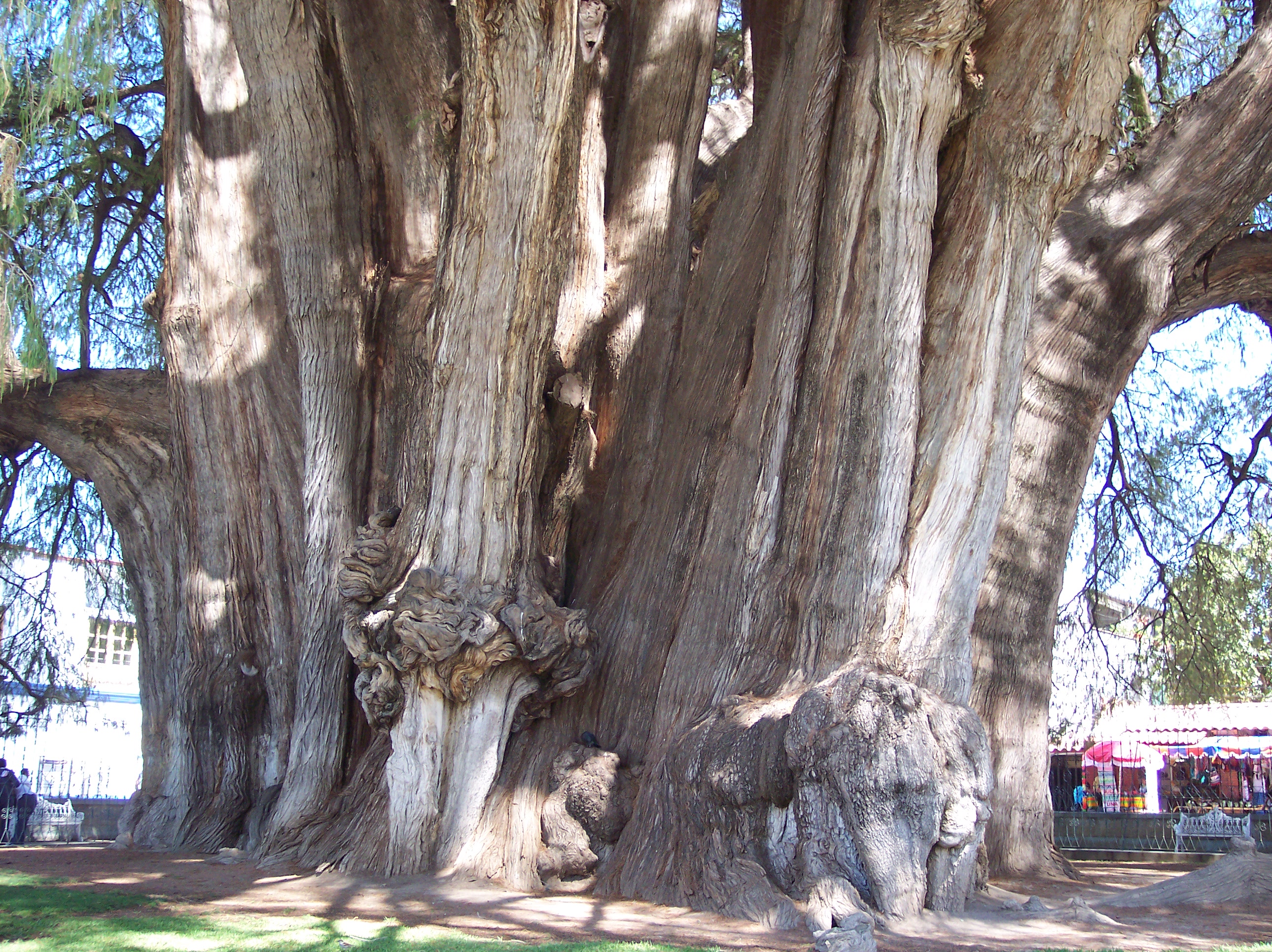 Bilder-Thread twA6vjv Tronco-Detalles-C381rbol-del-Tule-Oaxaca