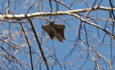 Flying squirrel in a tree