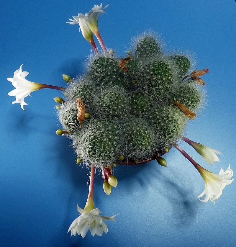 k KK 9839  Rebutia kalbiflora Mai19