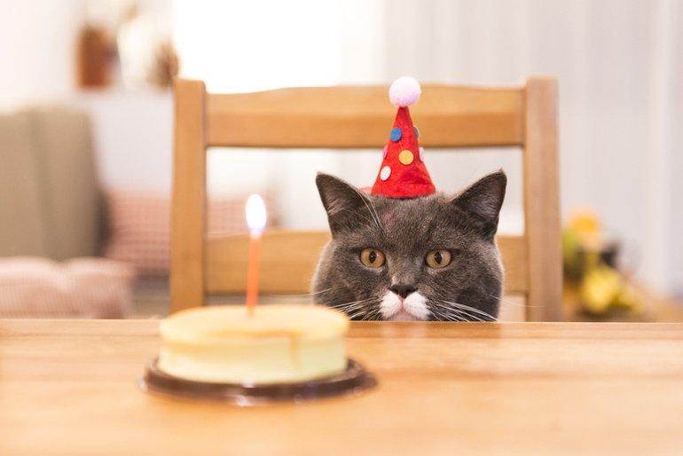Happy-Birthday-Katze.net 
