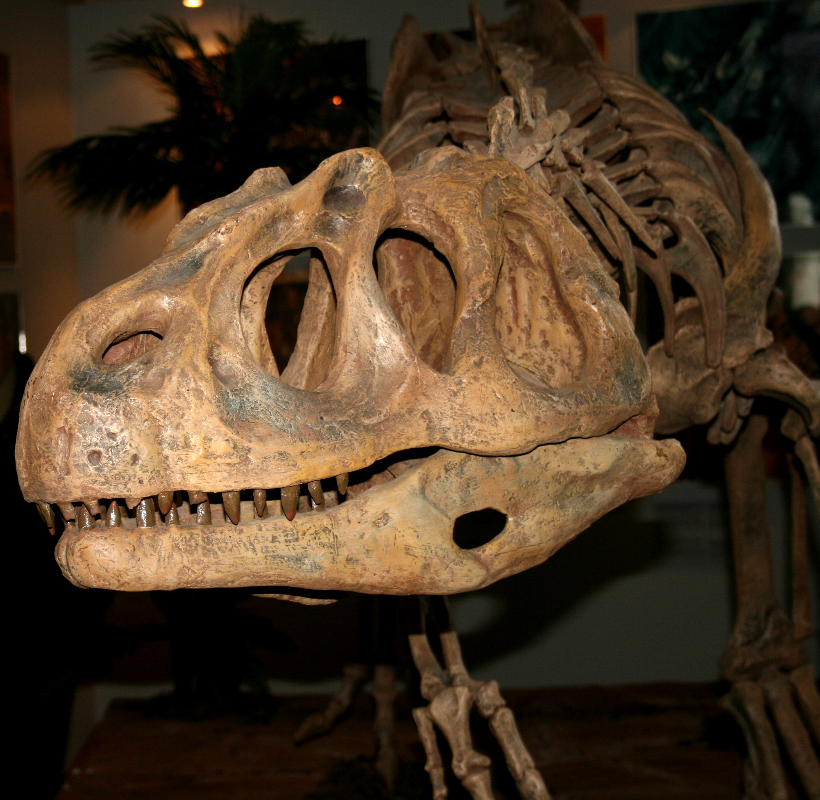 Bilder-Thread txWaPnX Piatnitzkysaurus skull 1