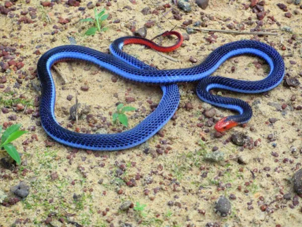 5 blue coral snake 3289 5 600 1.webp