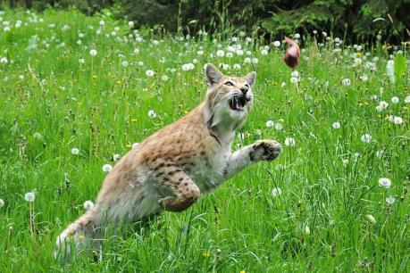 luchs HA Vermischte 669895c