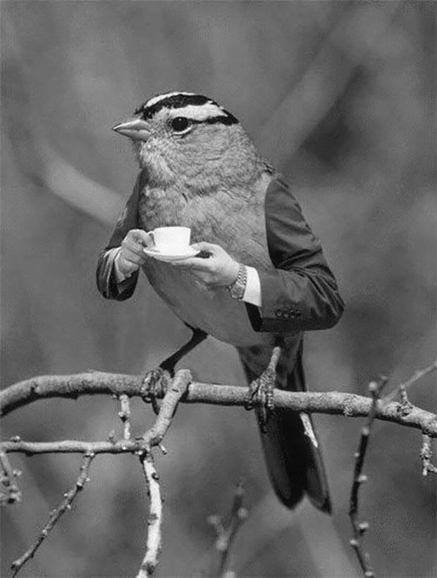 funny-pics-bird-human-arms-drinking-tea