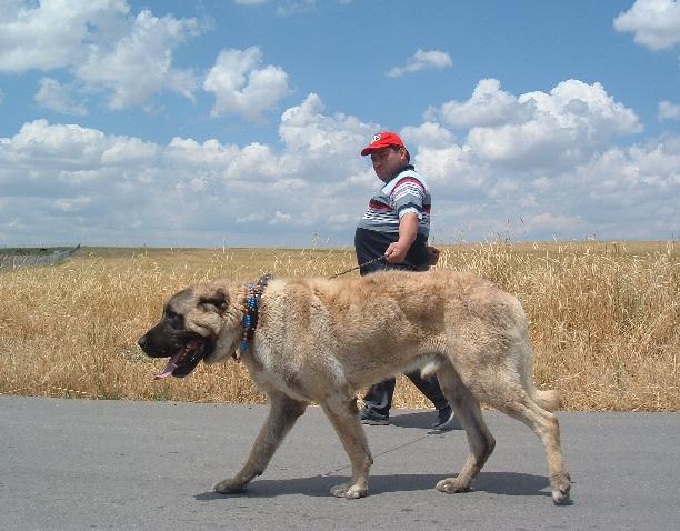 kangal