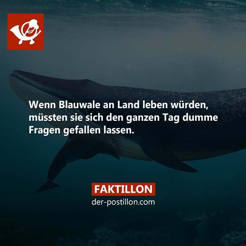 fakti blauwal - Copy