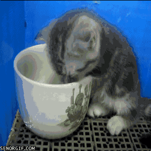 funny-gifs-tea-cup-resting