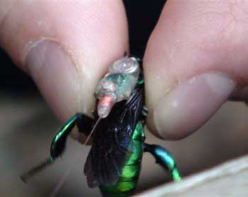 tropical bee tracking