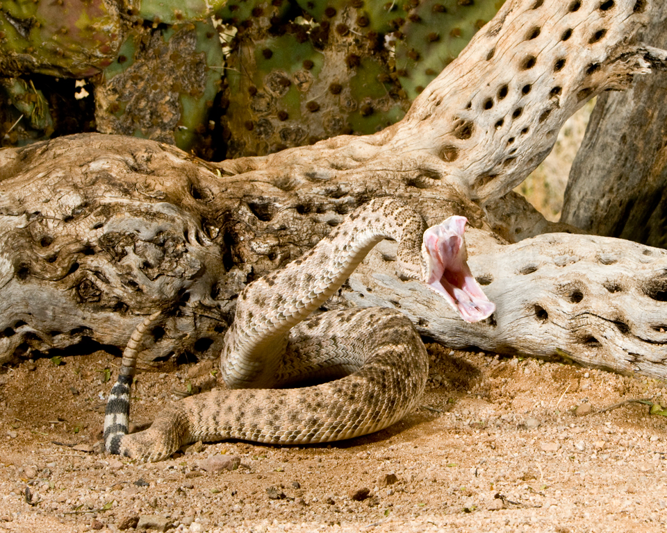 Bilder-Thread tyDgnDF western-diamondback-rattle-snake-19447