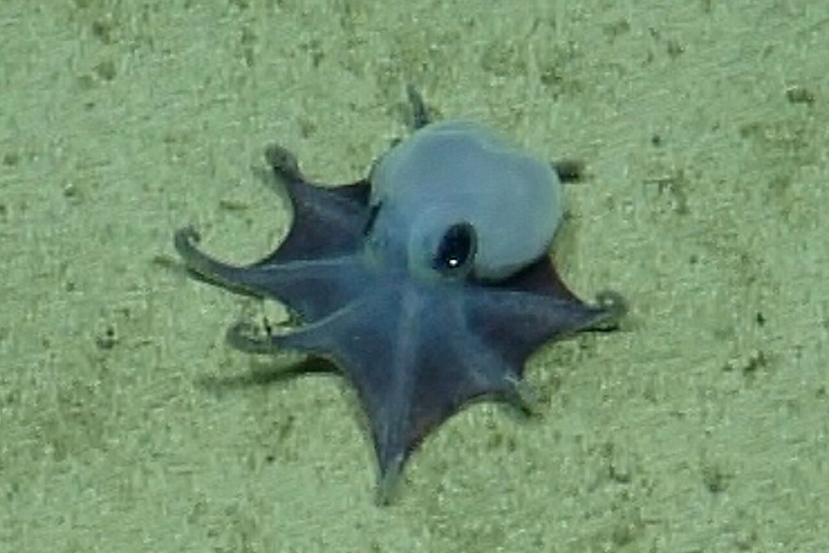 Newly-discovered-octopus-species