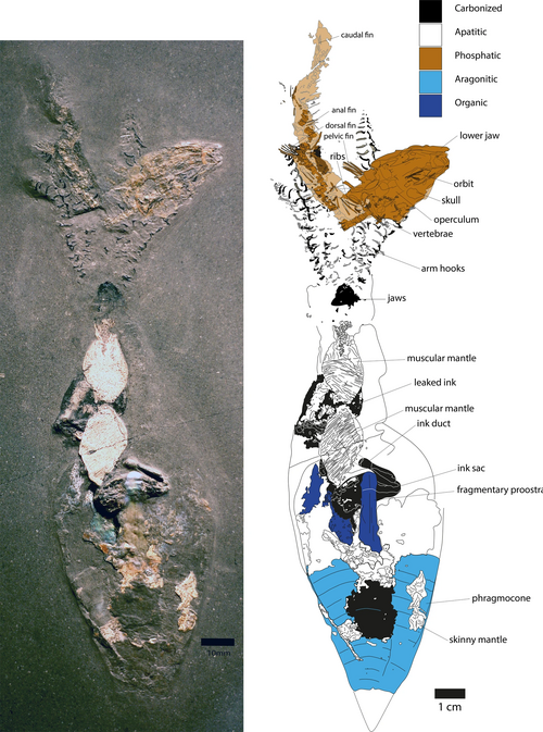 Clarkeiteuthis with Leptolepis fossil