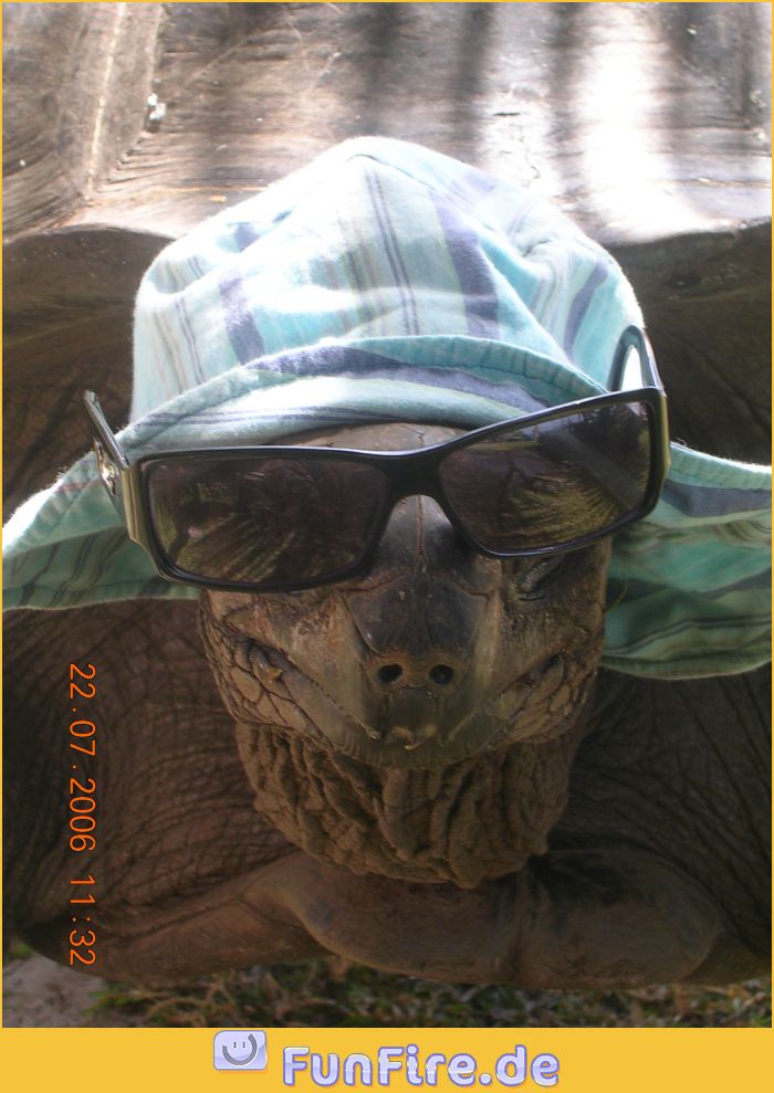 Bilder-Thread tzXFm2F ocktnJ coole-schildkroete