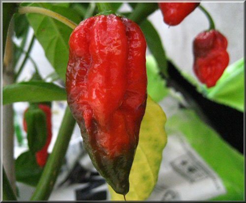 naga morich 0