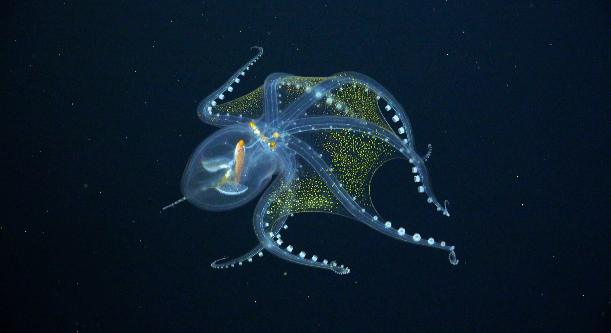 FK210605-20210703-GLASS OCTOPUS 3 1