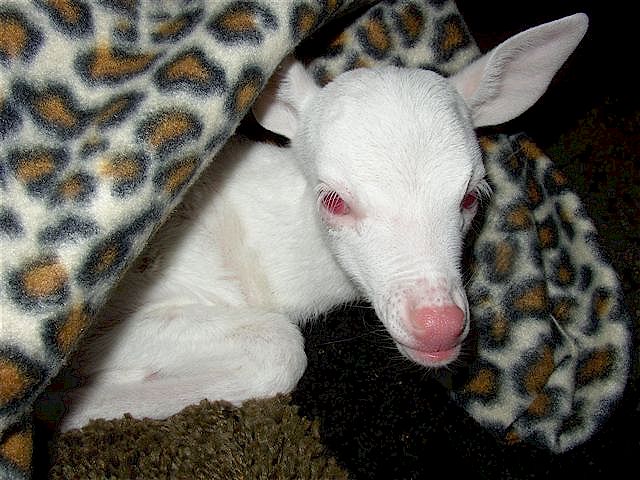 albino fawn 2 ready