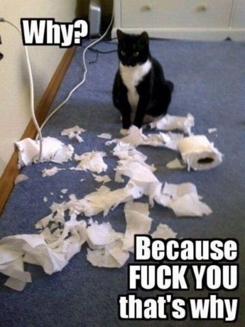 Bilder-Thread tzxwvUs Random-Funny-Photos-Part-160 57