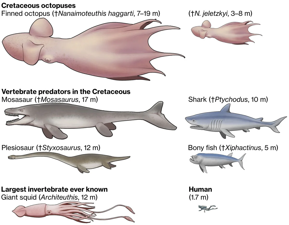 size commparison Cretaceous predators.webp