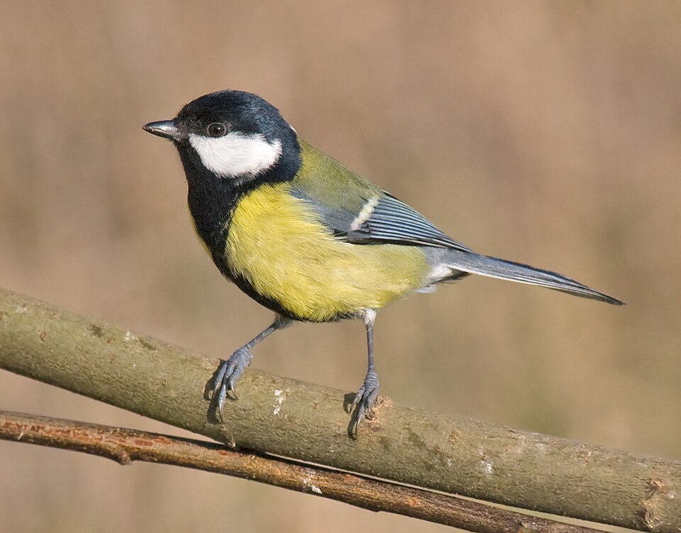 960px-Great-Tit