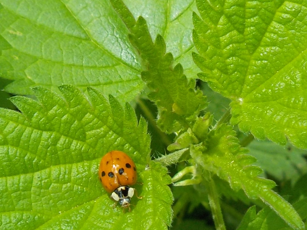 RSCN9799
