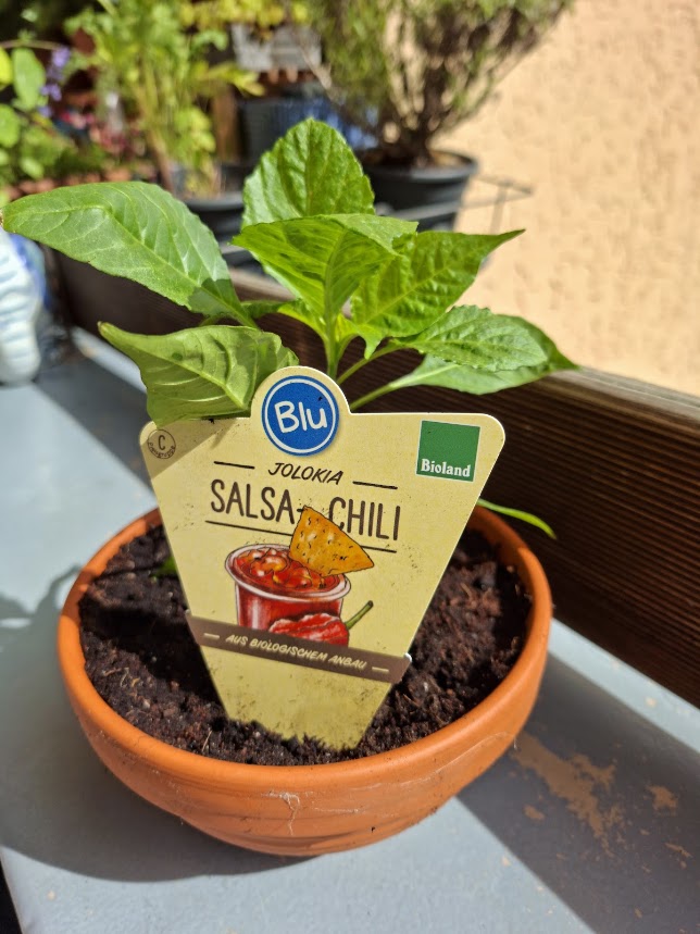 Chili