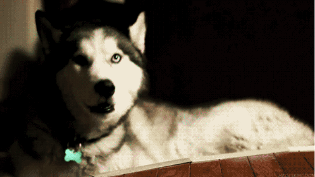 Hund denkt ... 2 - Copy