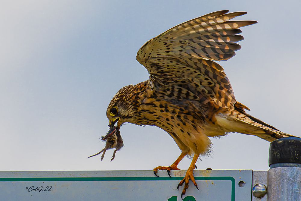 beute-9aaf9536-497b-4b9b-8631-d958269b56