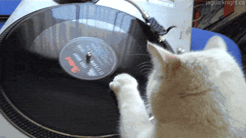 cat record