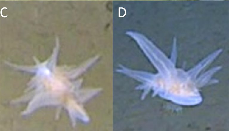 japangraben2g-768x441