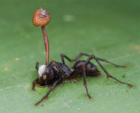 160638b604973469 Ophiocordyceps Unilateralis