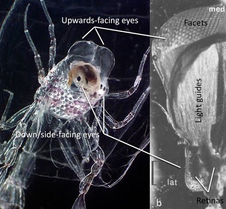 1baba714f425 phronima-eye