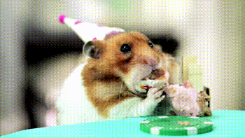 1bba25118036c9ca birthday hamster