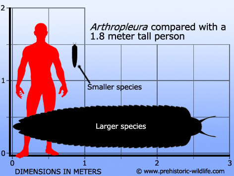 1de2f7318044 arthropleura-size