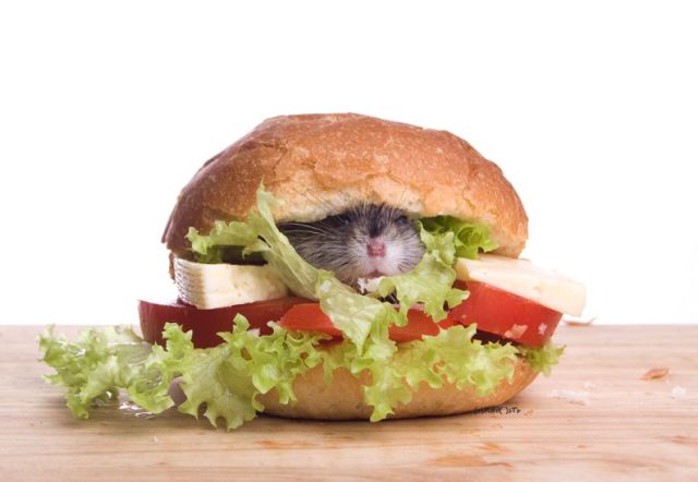 223a0f4eba9c hamburger fuer die katz