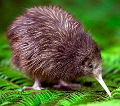 56bc6b09b75b Kiwi