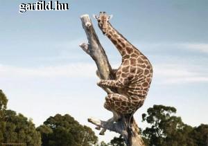 585073735608 Giraffe