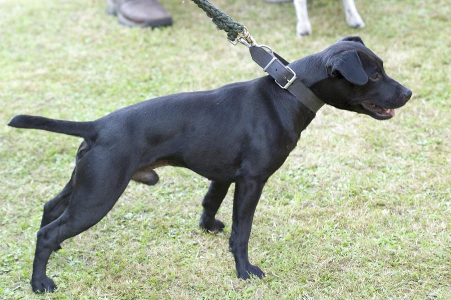 9d0126987312e0bd 05078045 Patterdale Terrier