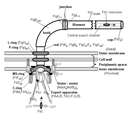 bf4ef33250af flagellum