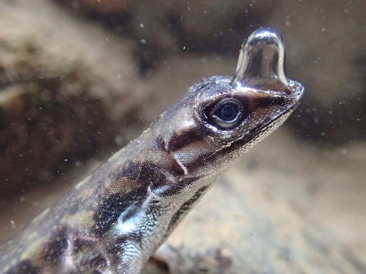 c858245b071f0ca2 Anolis Aquaticus