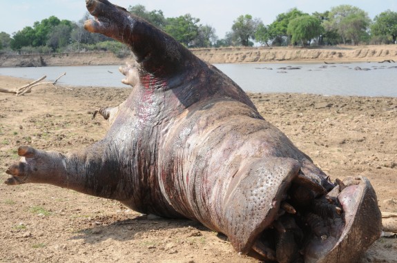 ce094d18d9f1 Animal Planet explores the aftermath of
