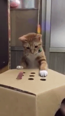 d17b337c4d8813d6 cat-playing-fingers-box-holes-whack-a-mo