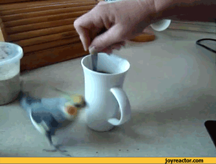 dd02e980d4dc1c16 gif-bird-coffee-parrot-775078