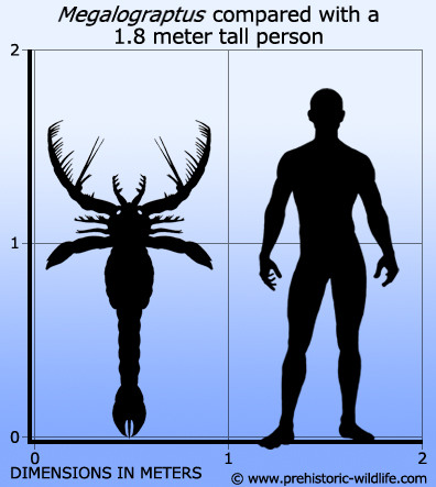 f3a2366cdeef megalograptus-size