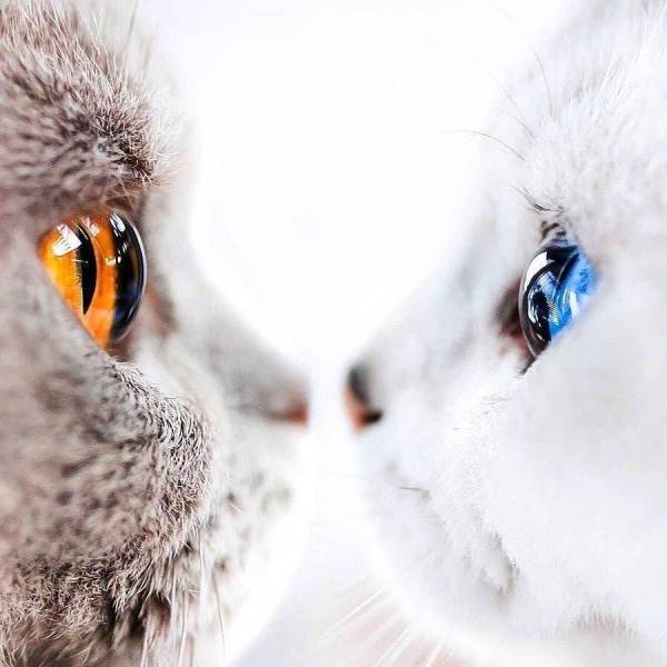 Katzen? Ja, ihr lest richtig, KATZEN! :O f4a9b4c52474 du3