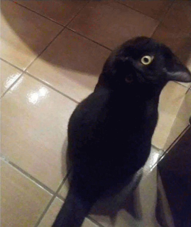 Katzen? Ja, ihr lest richtig, KATZEN! :O f77d68e9fec2 Ska