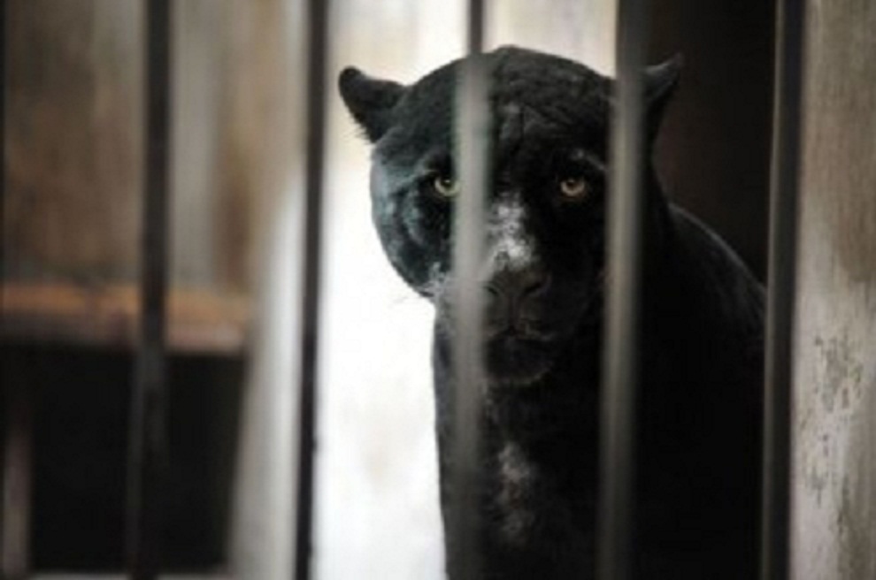 f885a10c103c black-panther-in-beijing-zoo-pic-rex-467