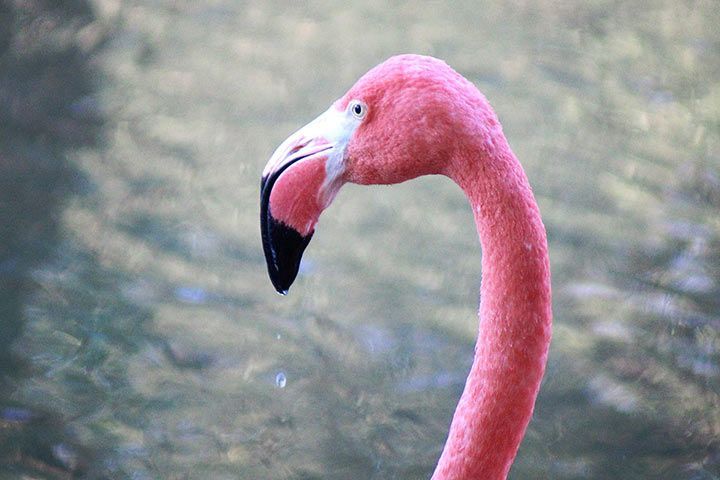 f94e463a923b flamingo l