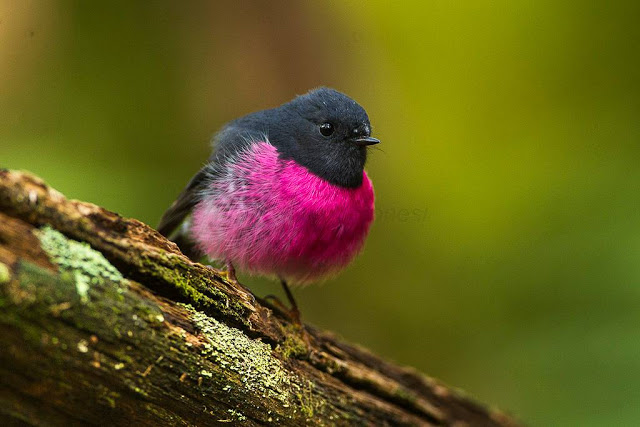 fb0b2fe6d676 pink robin 1