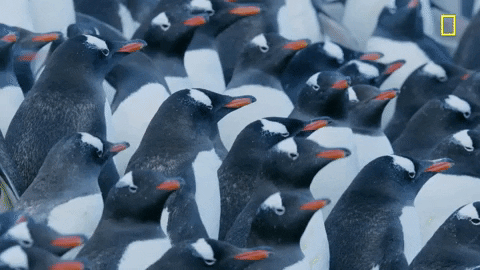qtyczxo1dsed Viele Pinguine